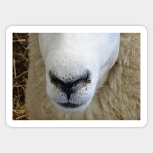 Sheep Snout 3 Sticker